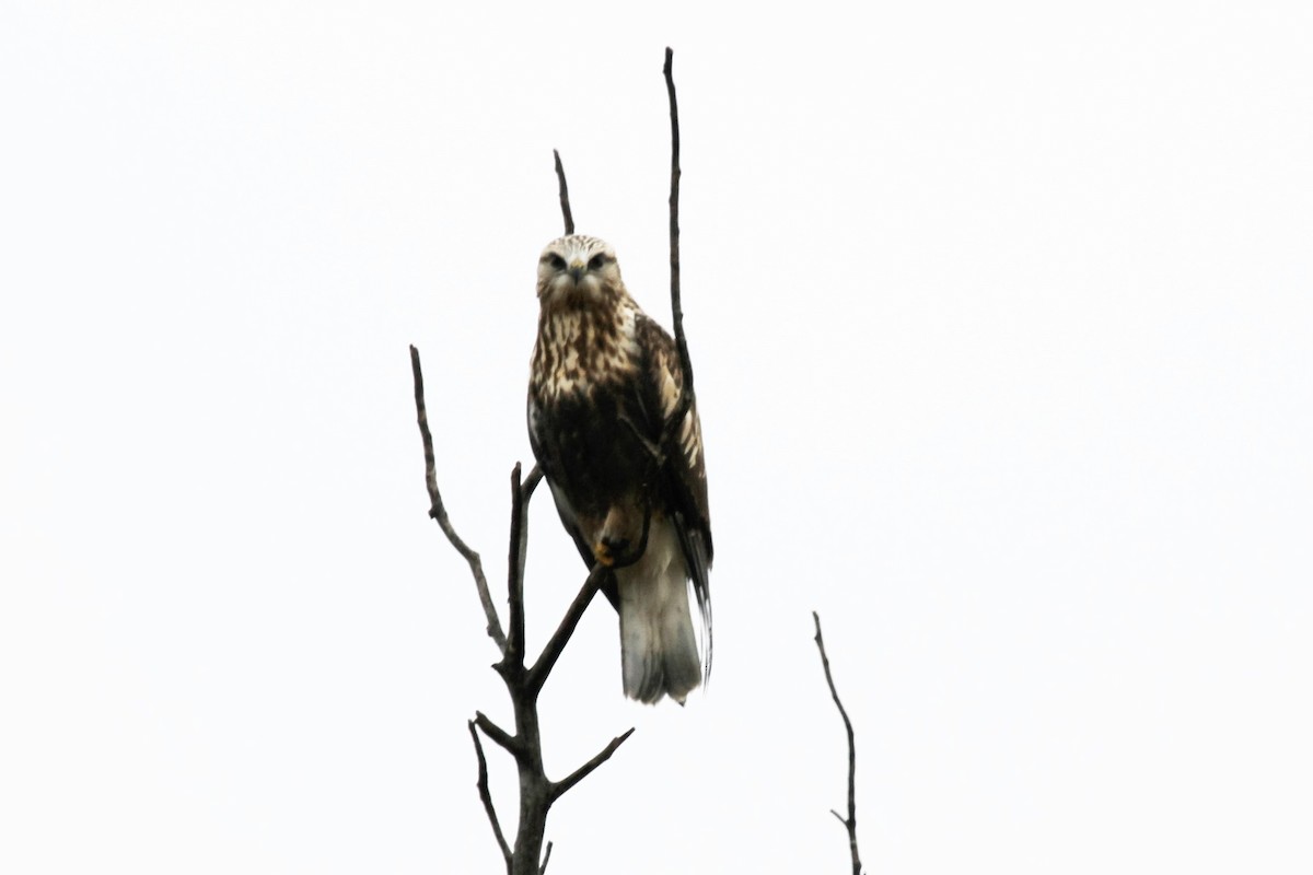 Rough-legged Hawk - ML56965901