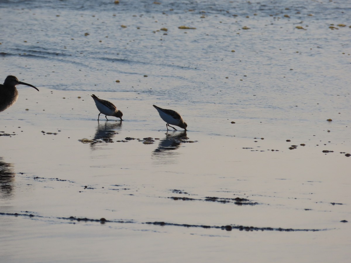 Calidris sp. (peep sp.) - ML569659071