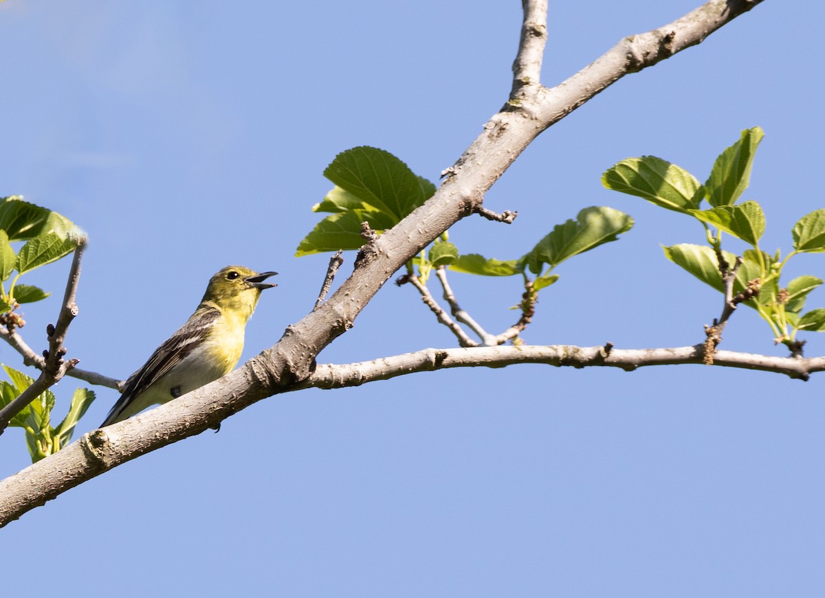 Viréo à gorge jaune - ML569659191