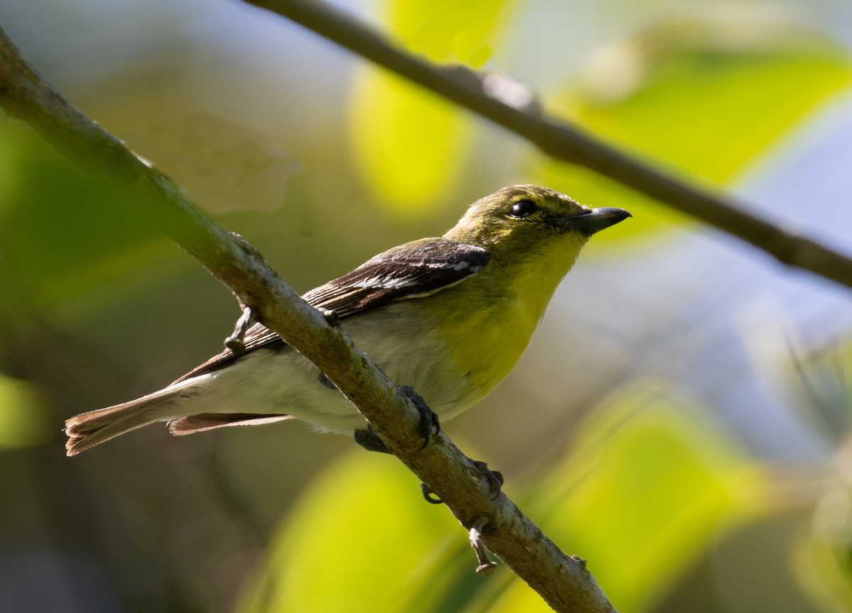 Yellow-throated Vireo - Nicole Koeltzow