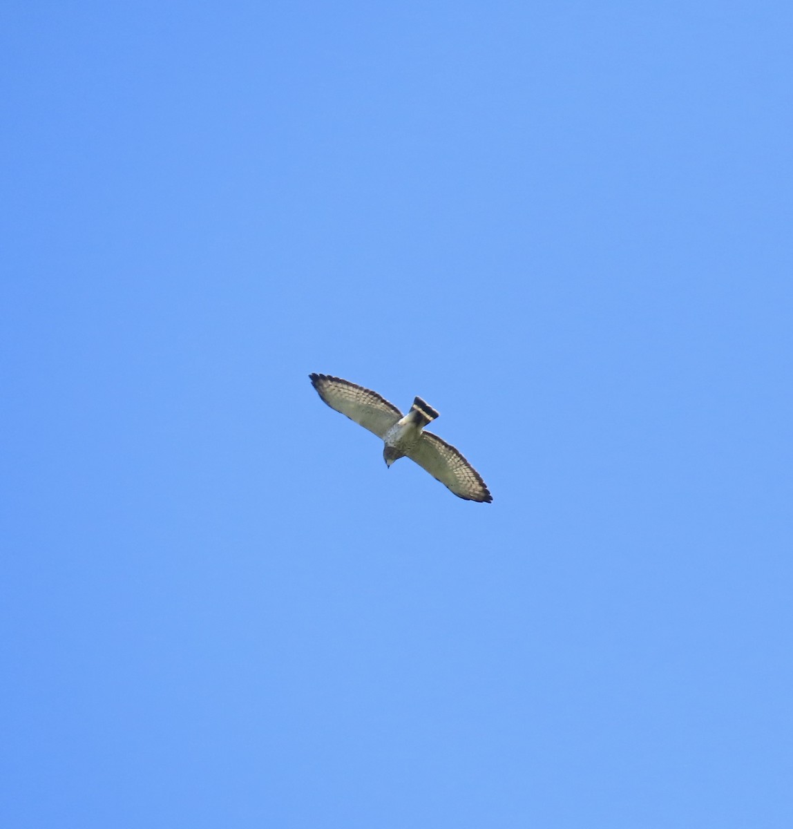 Broad-winged Hawk - ML569659581