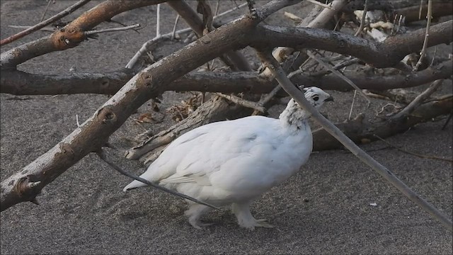 Lagópodo Común - ML569659851