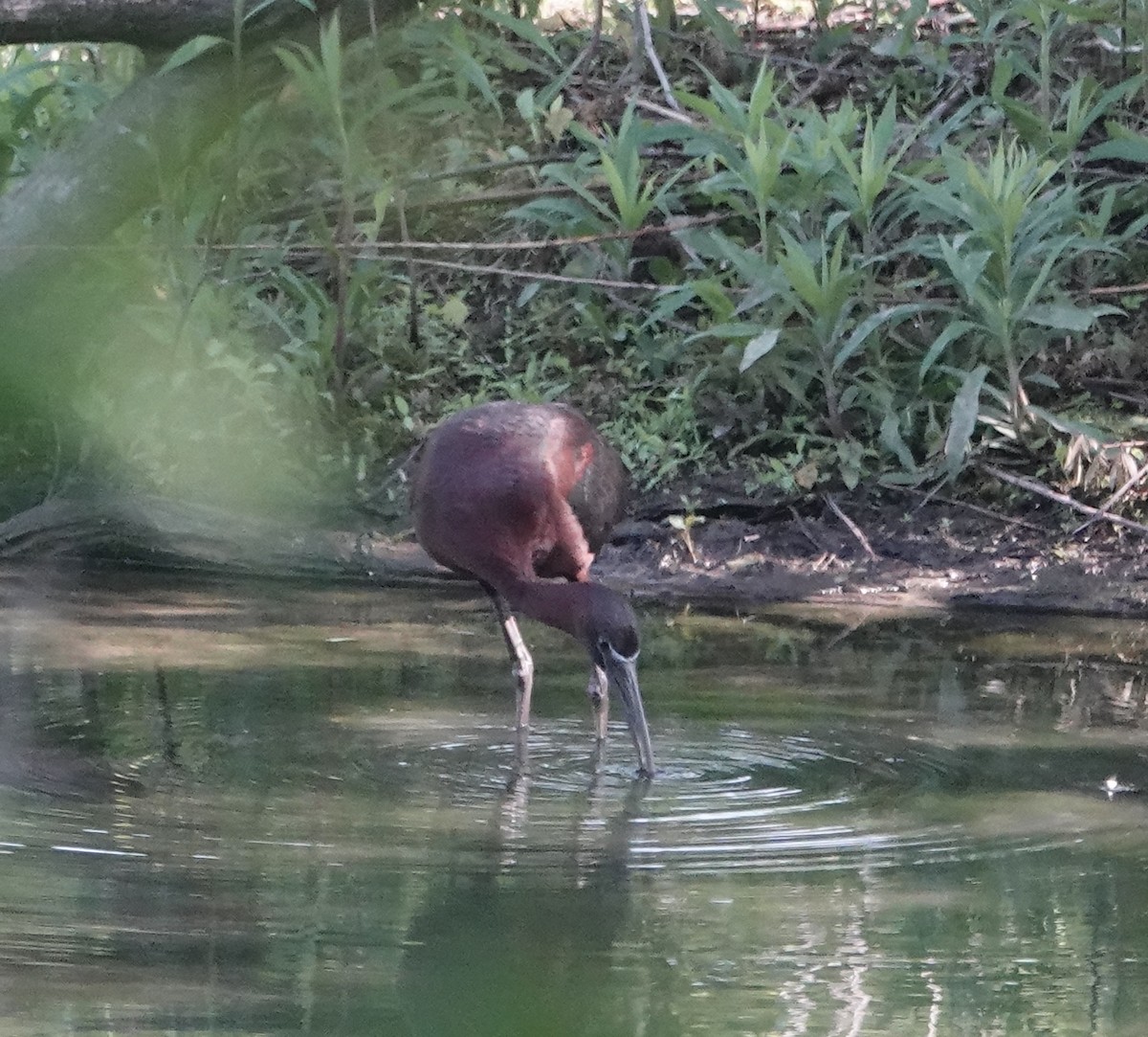 Glossy Ibis - ML569660281