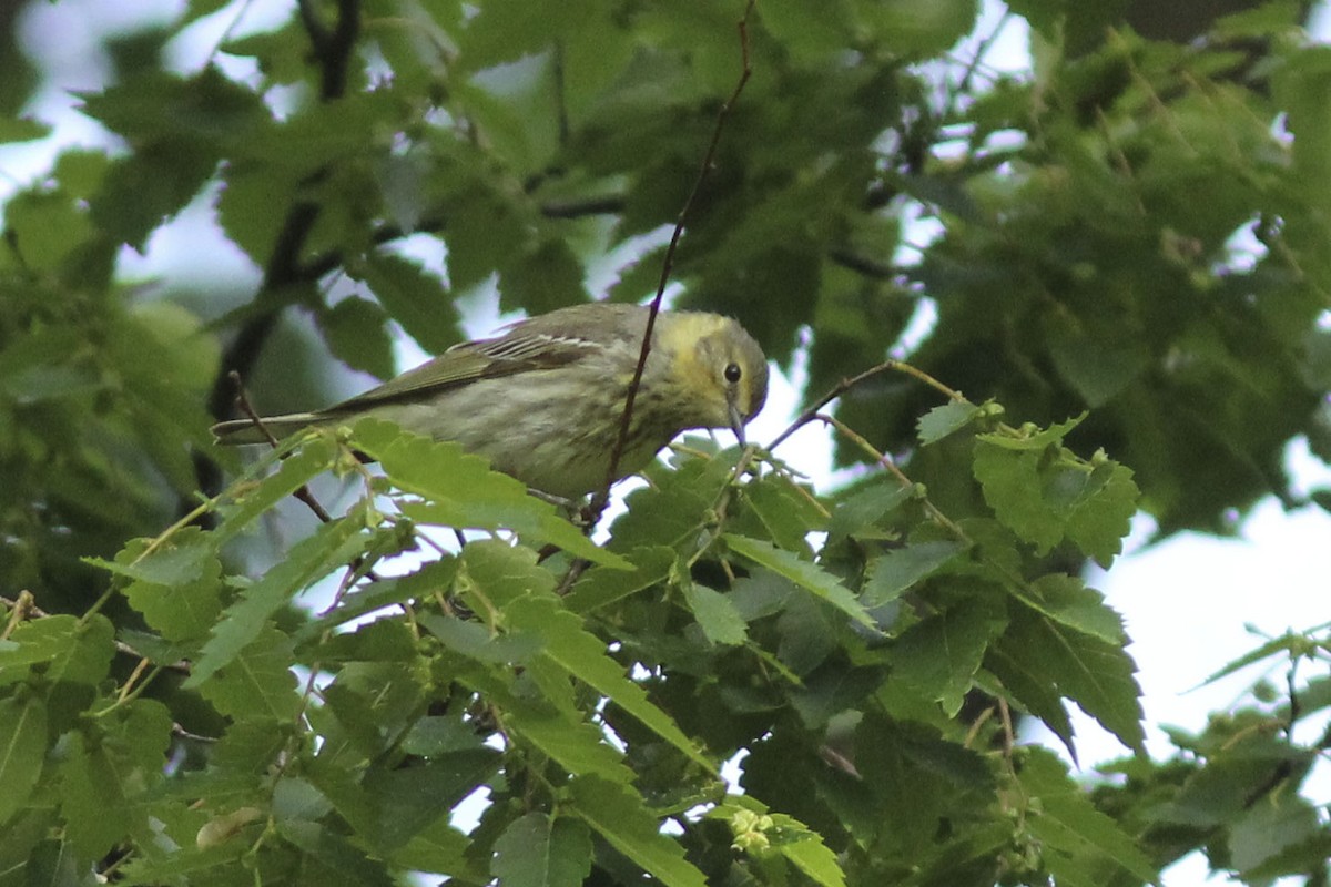 Cape May Warbler - ML569662781