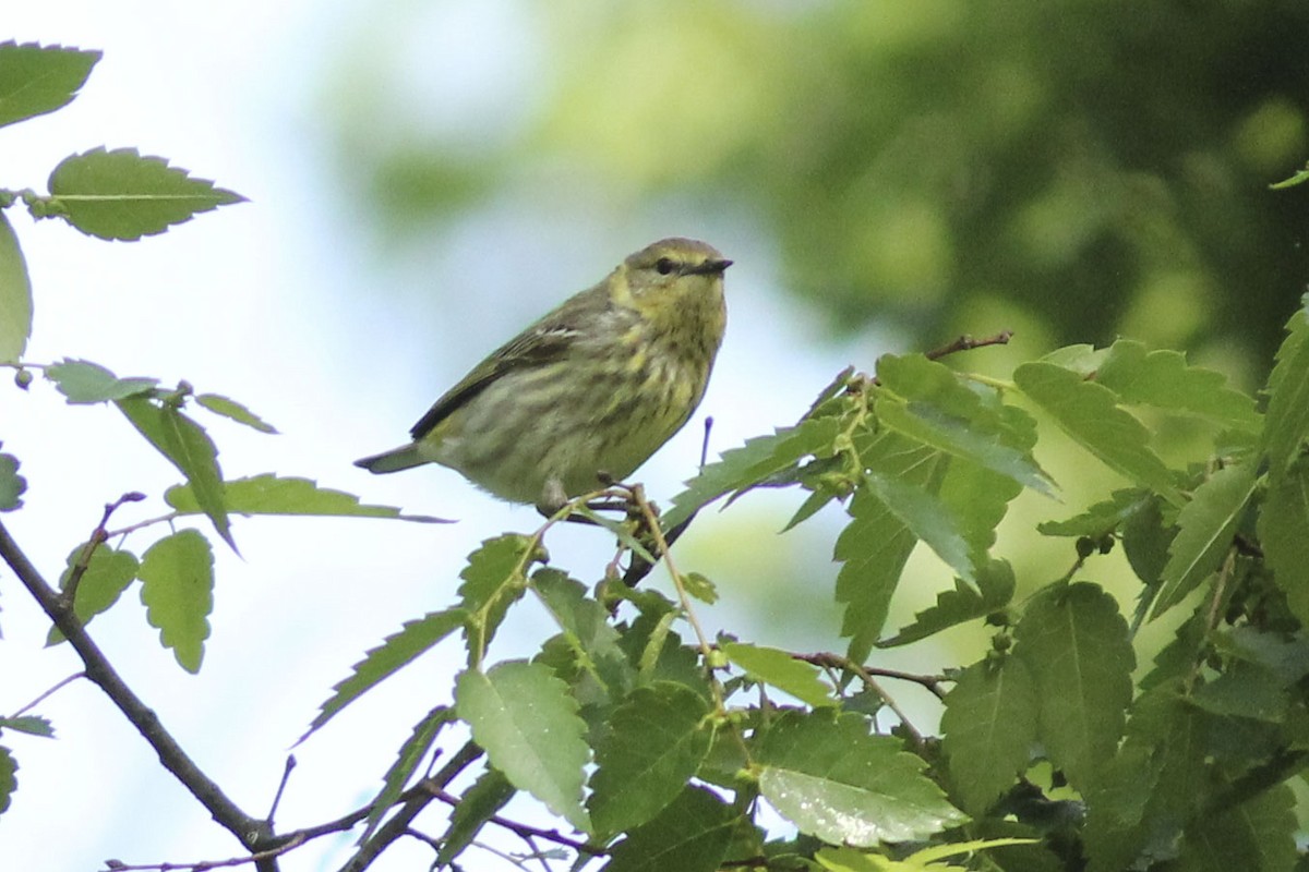 Cape May Warbler - ML569662791