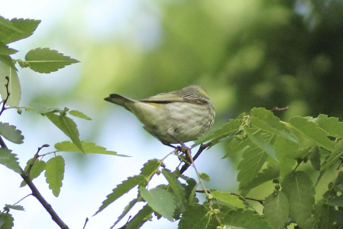 Cape May Warbler - ML569662801