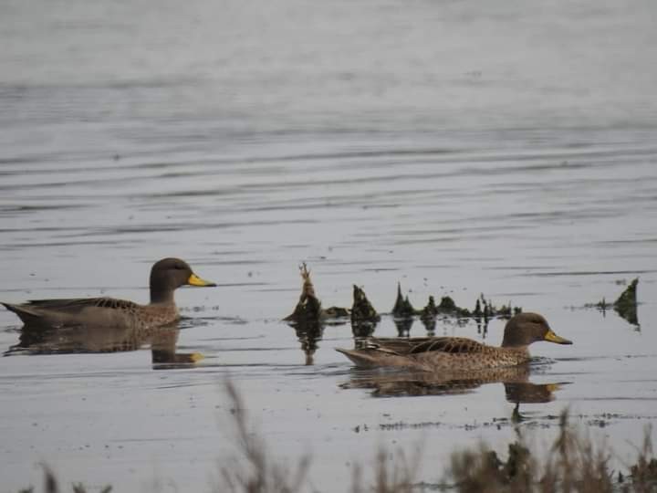 Yellow-billed Teal - ML569663291