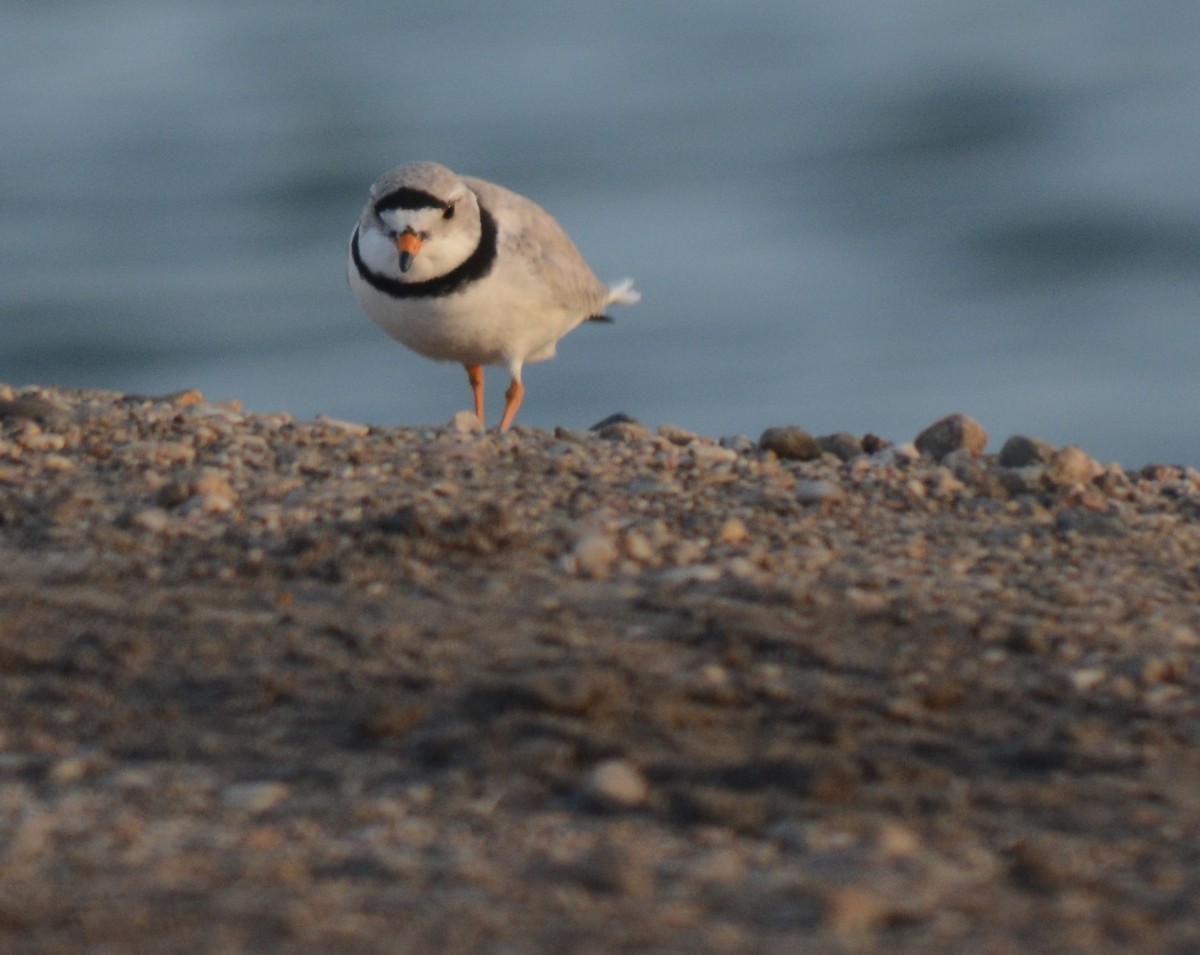 Piping Plover - ML569663741