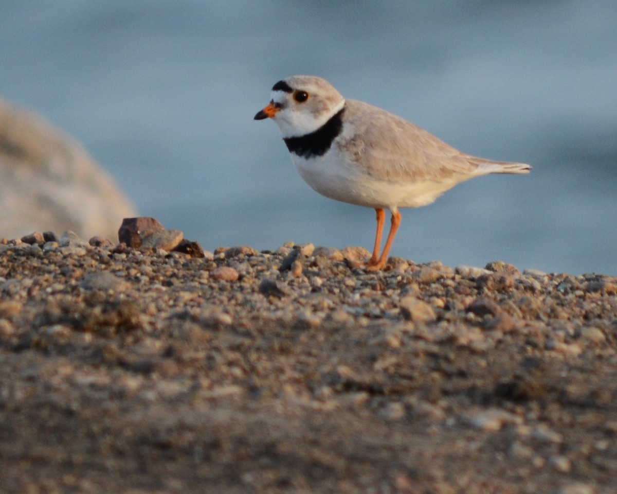 Piping Plover - ML569663751