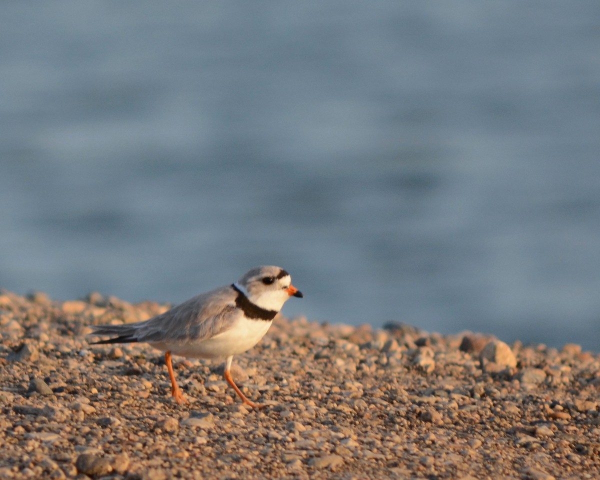 Piping Plover - ML569663761