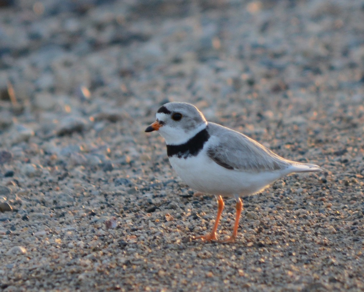 Piping Plover - ML569663771