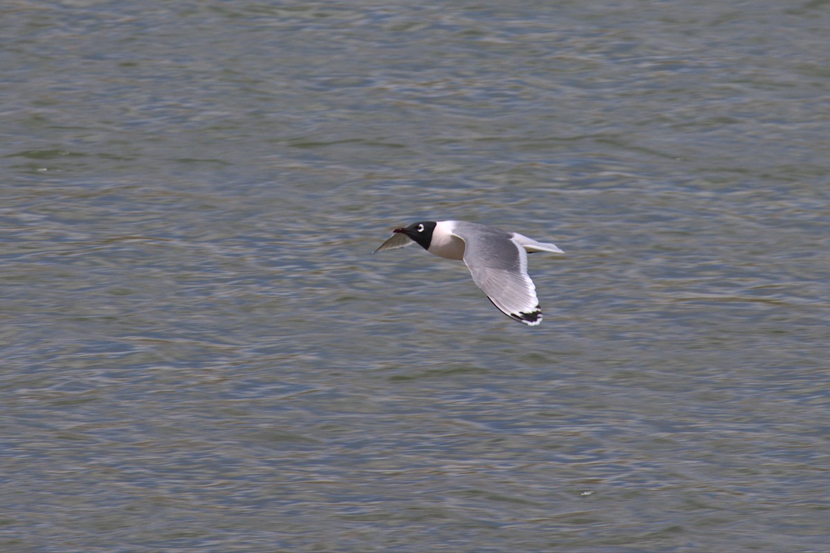 Franklin's Gull - ML569663921