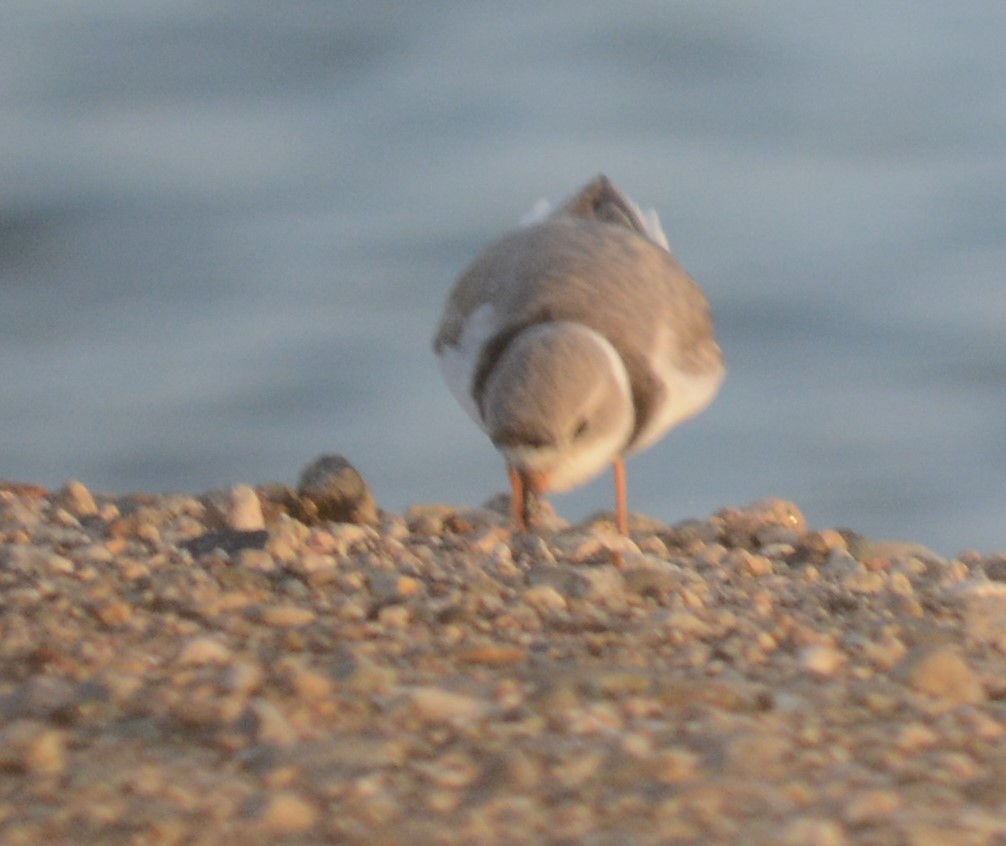 Piping Plover - ML569664291