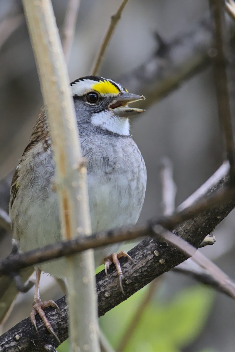 White-throated Sparrow - David R. Scott