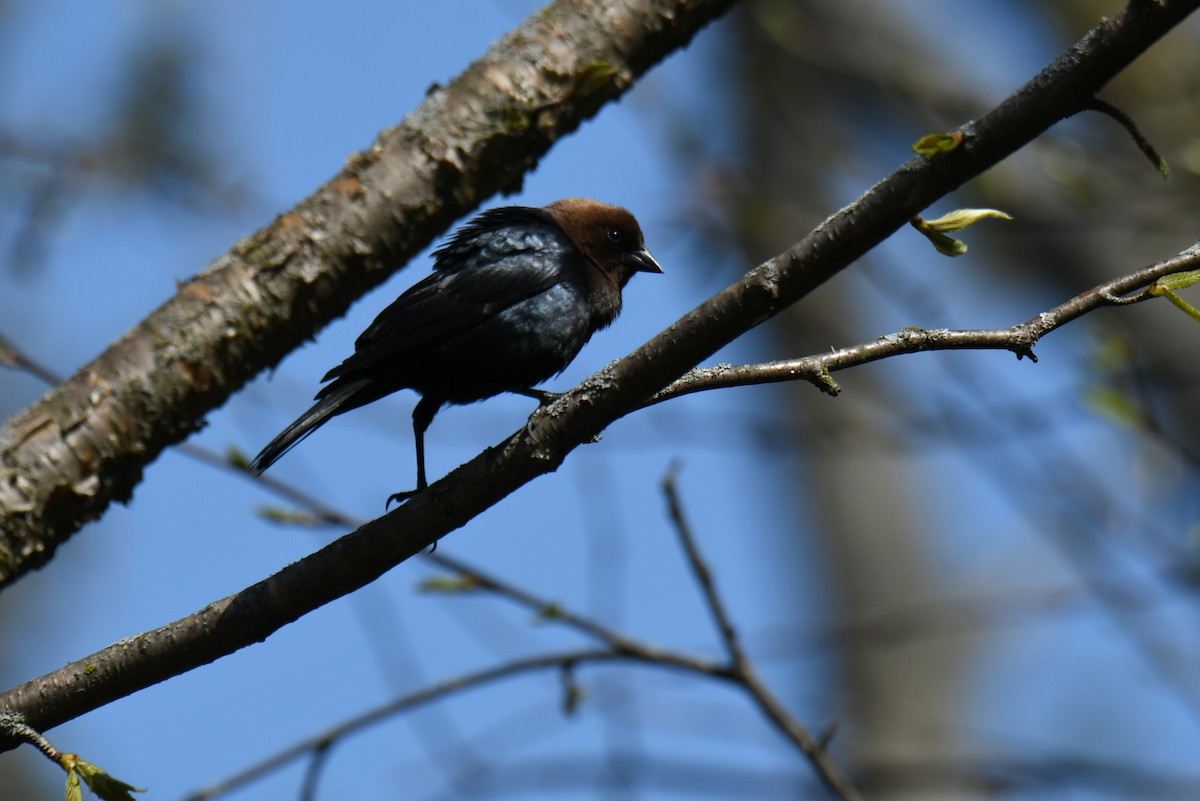 Brown-headed Cowbird - ML569665331