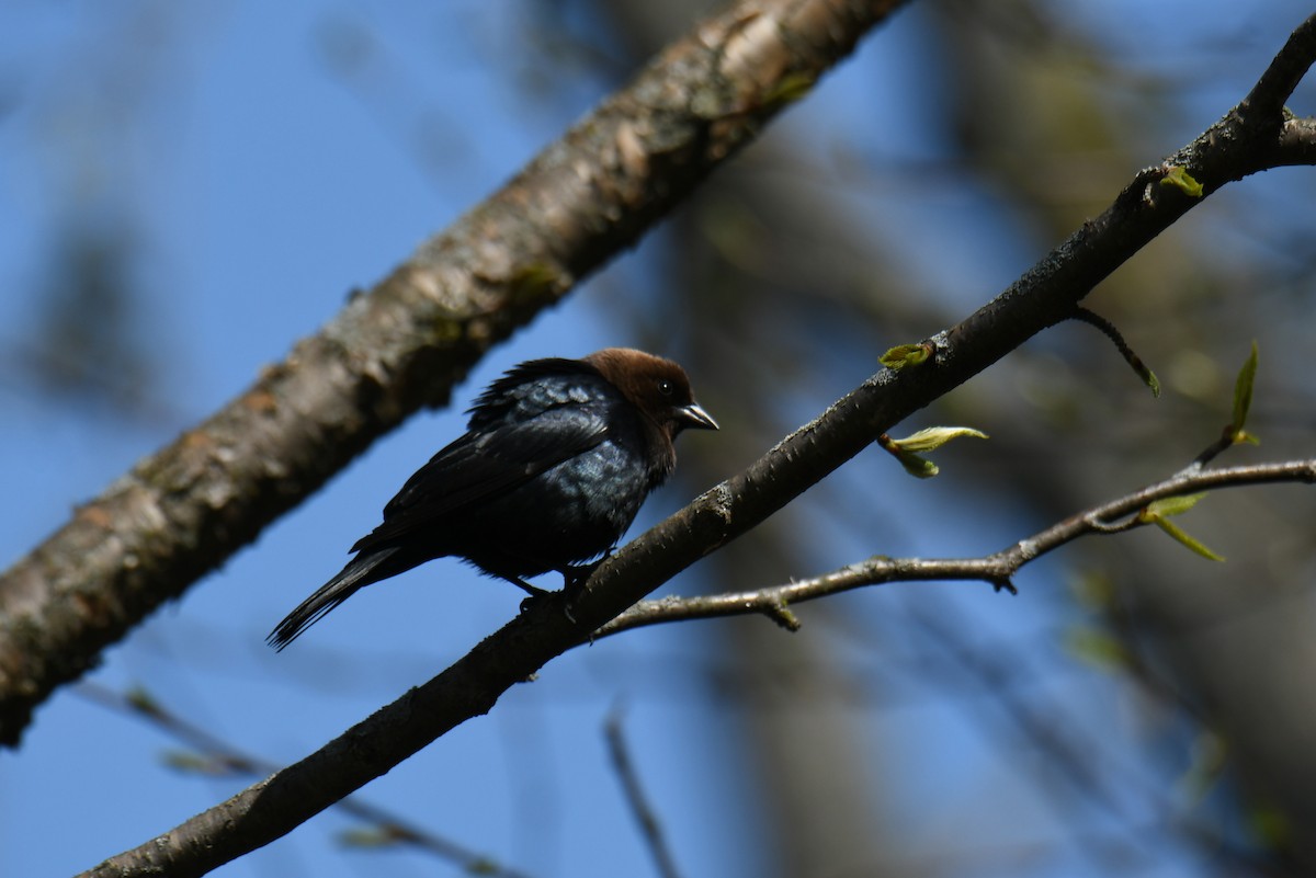 Brown-headed Cowbird - ML569665341