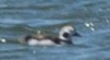 Long-tailed Duck - ML56966601