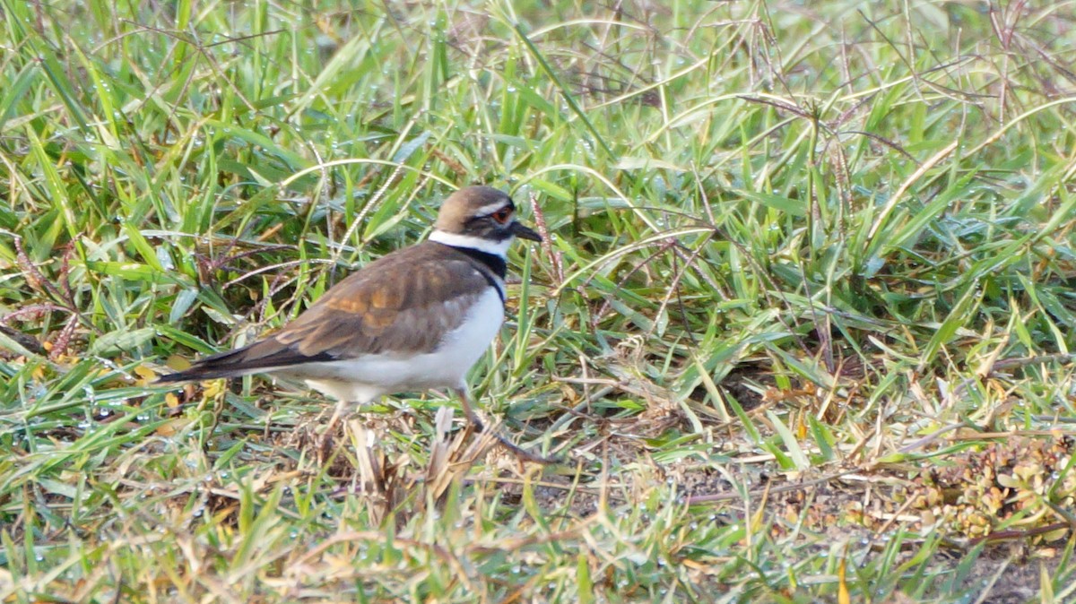 Killdeer - ML569666411