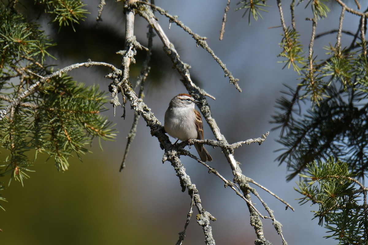 Chipping Sparrow - ML569666881