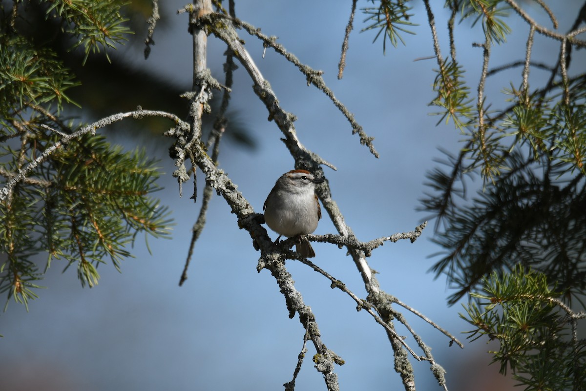 Chipping Sparrow - ML569666901