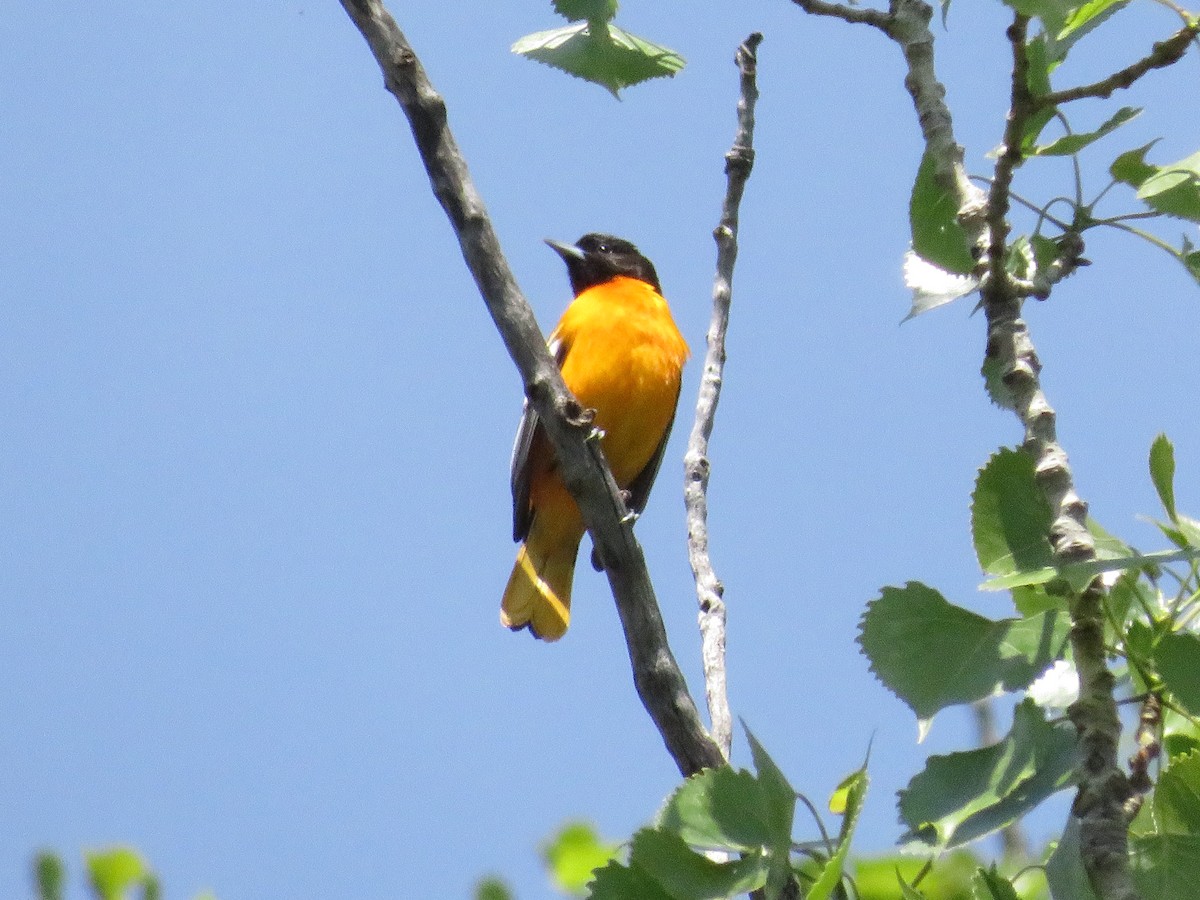 Baltimore Oriole - ML569667531