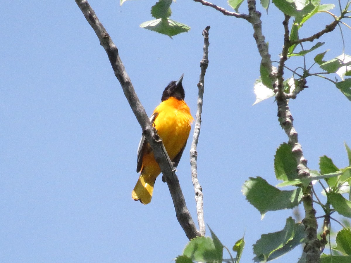 Baltimore Oriole - ML569667541