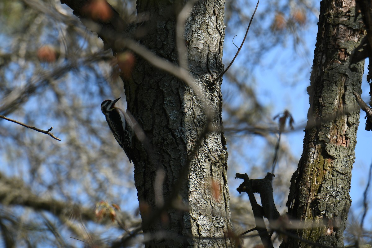 Yellow-bellied Sapsucker - france dallaire