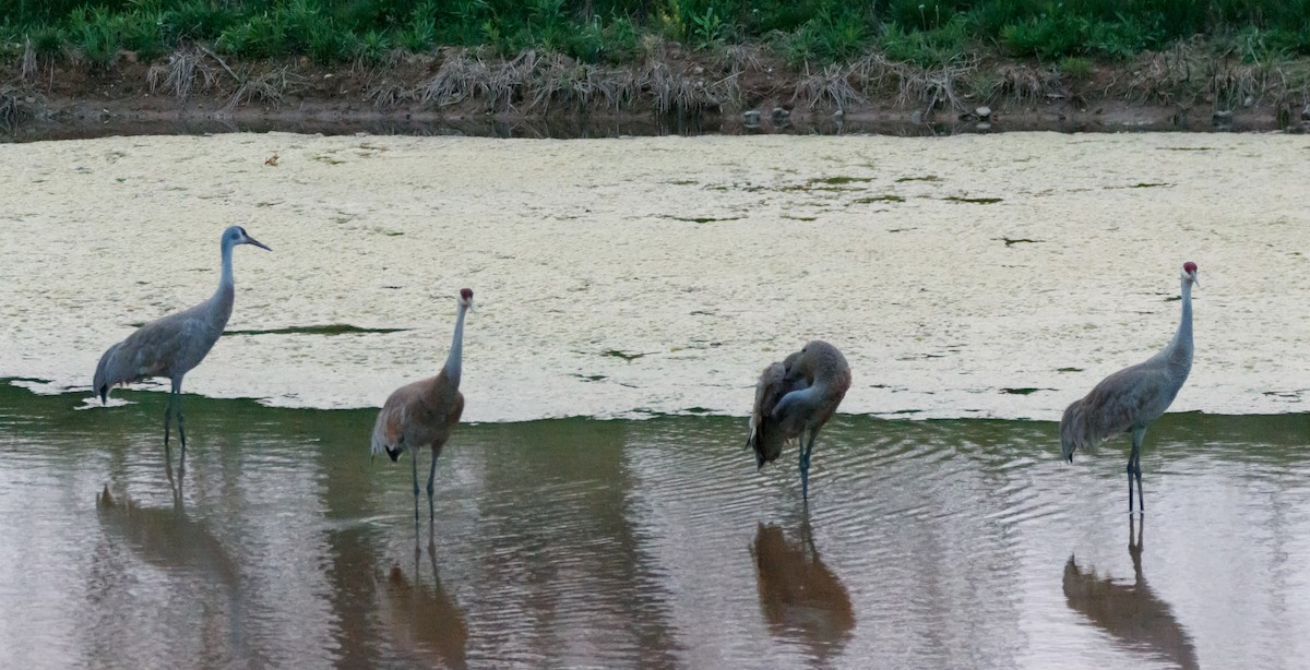 Sandhill Crane - ML569668051