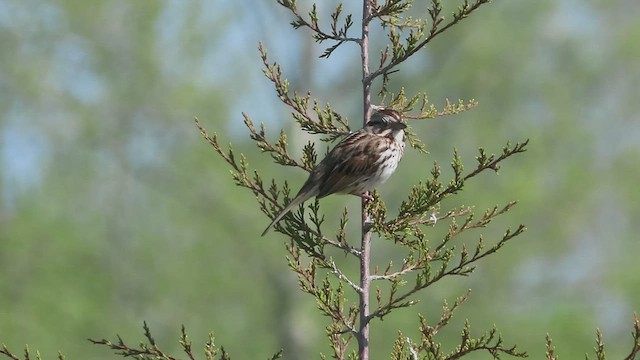 Song Sparrow - ML569668181