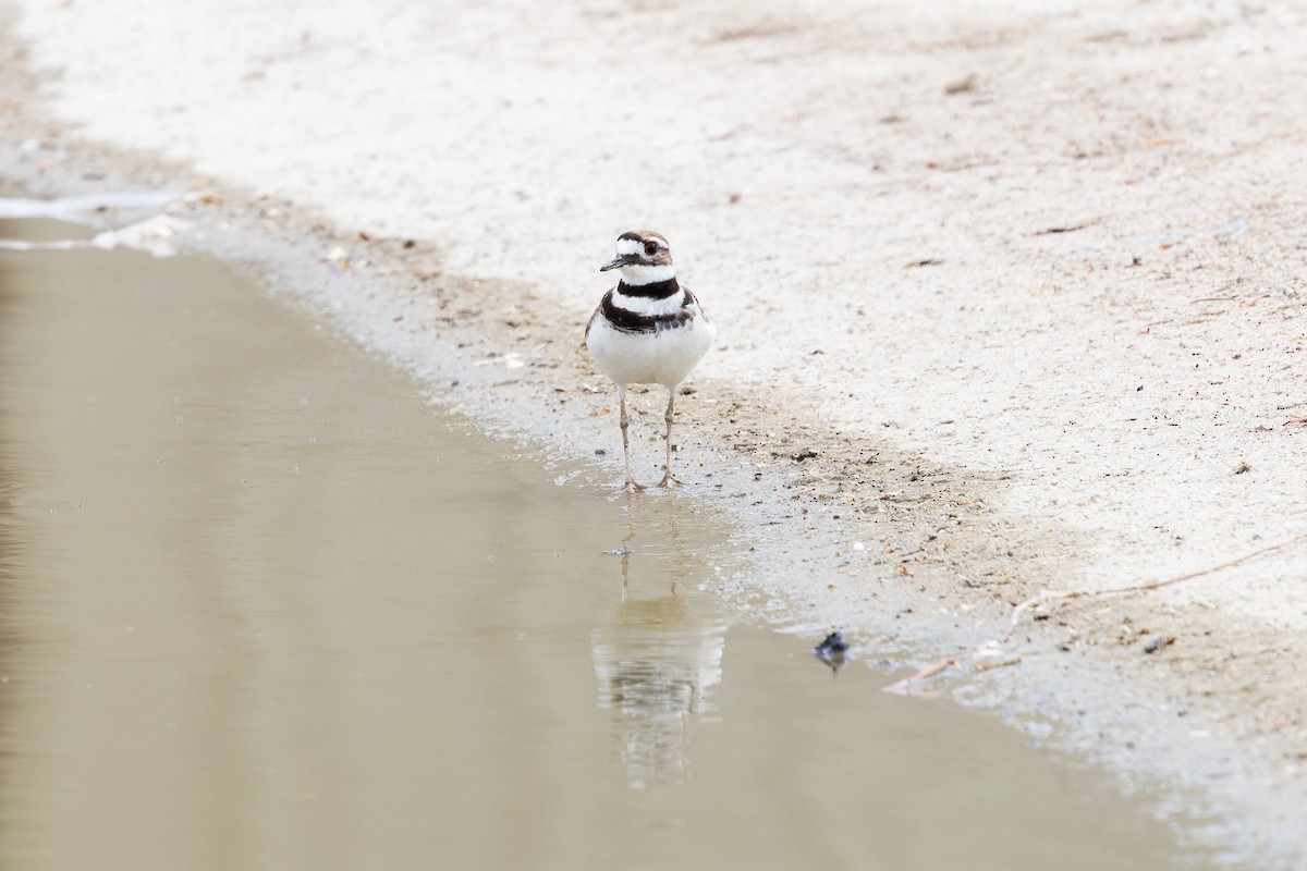 Killdeer - ML569669581