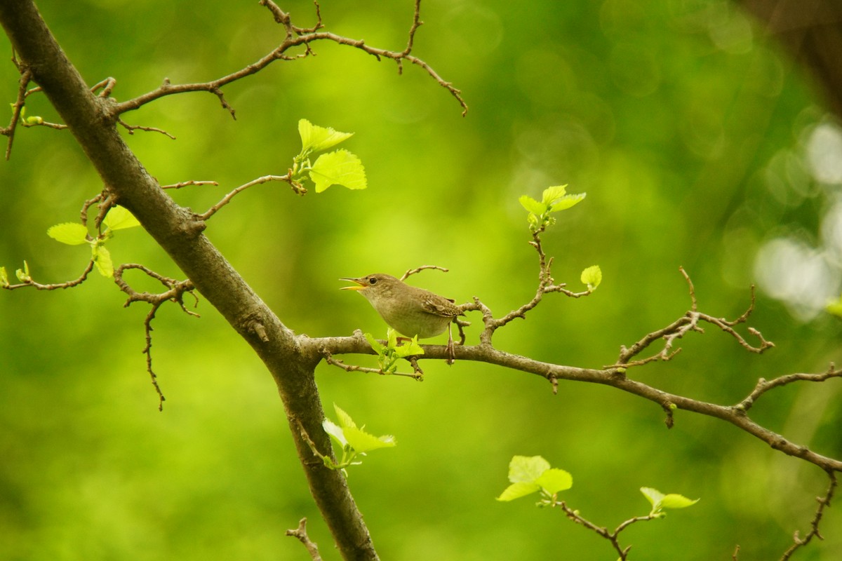 House Wren - ML569669651