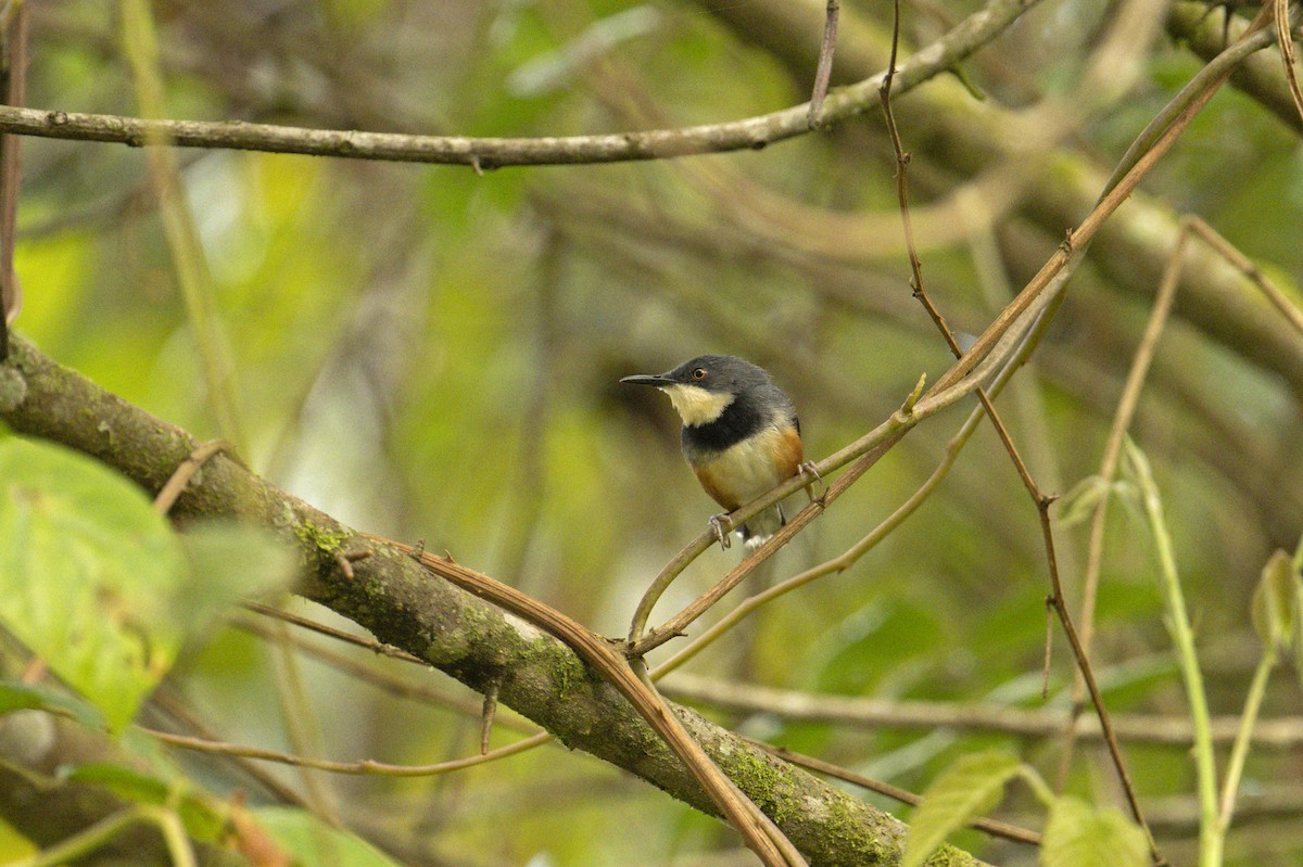 Black-collared Apalis - Neil Earnest