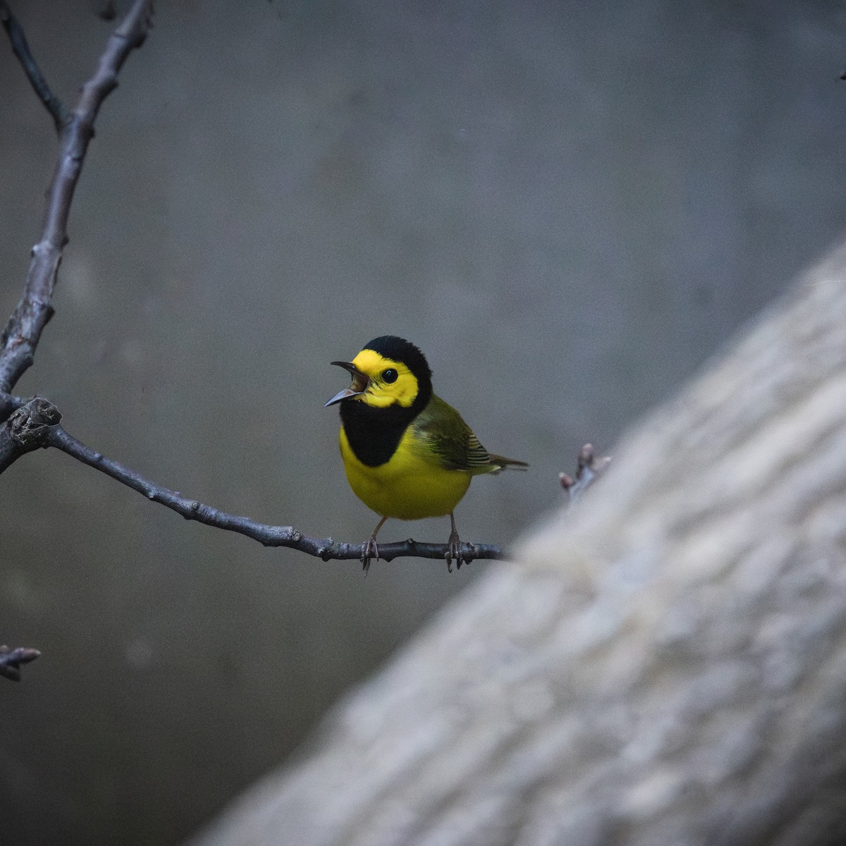 Hooded Warbler - ML569672651