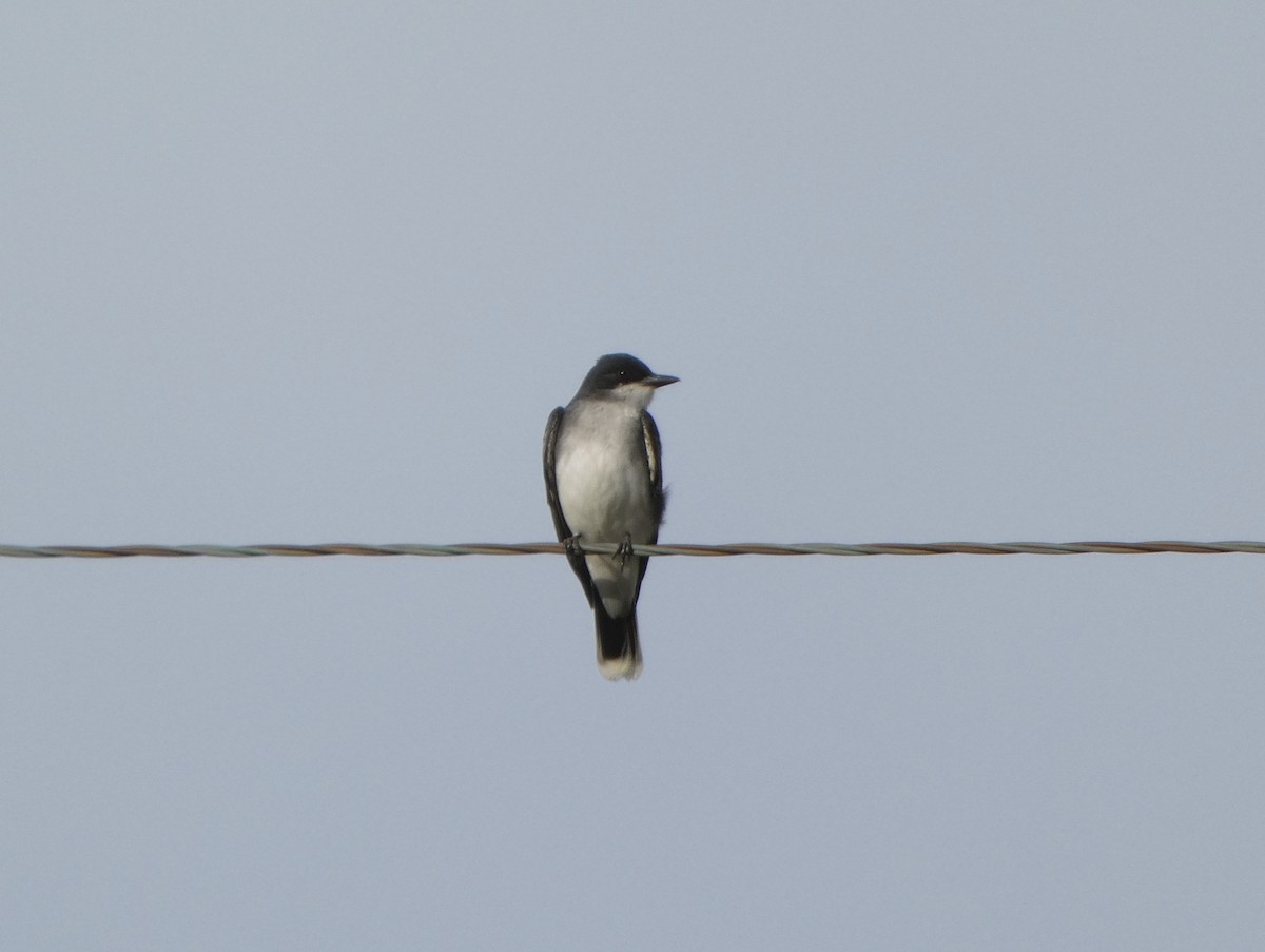 Eastern Kingbird - Dan Zmolek