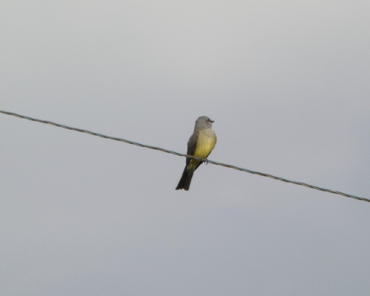 Western Kingbird - Dan Zmolek