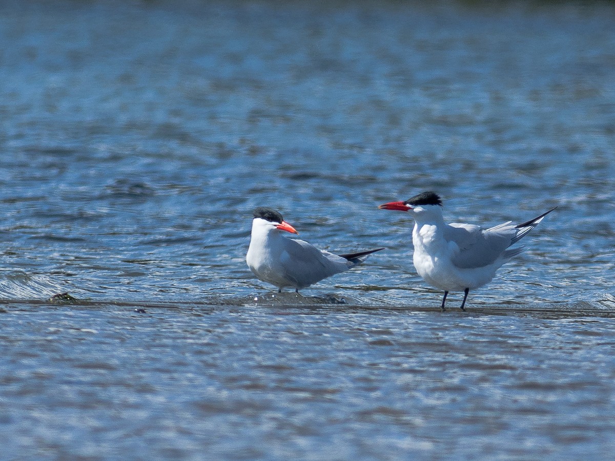 Caspian Tern - ML569674561