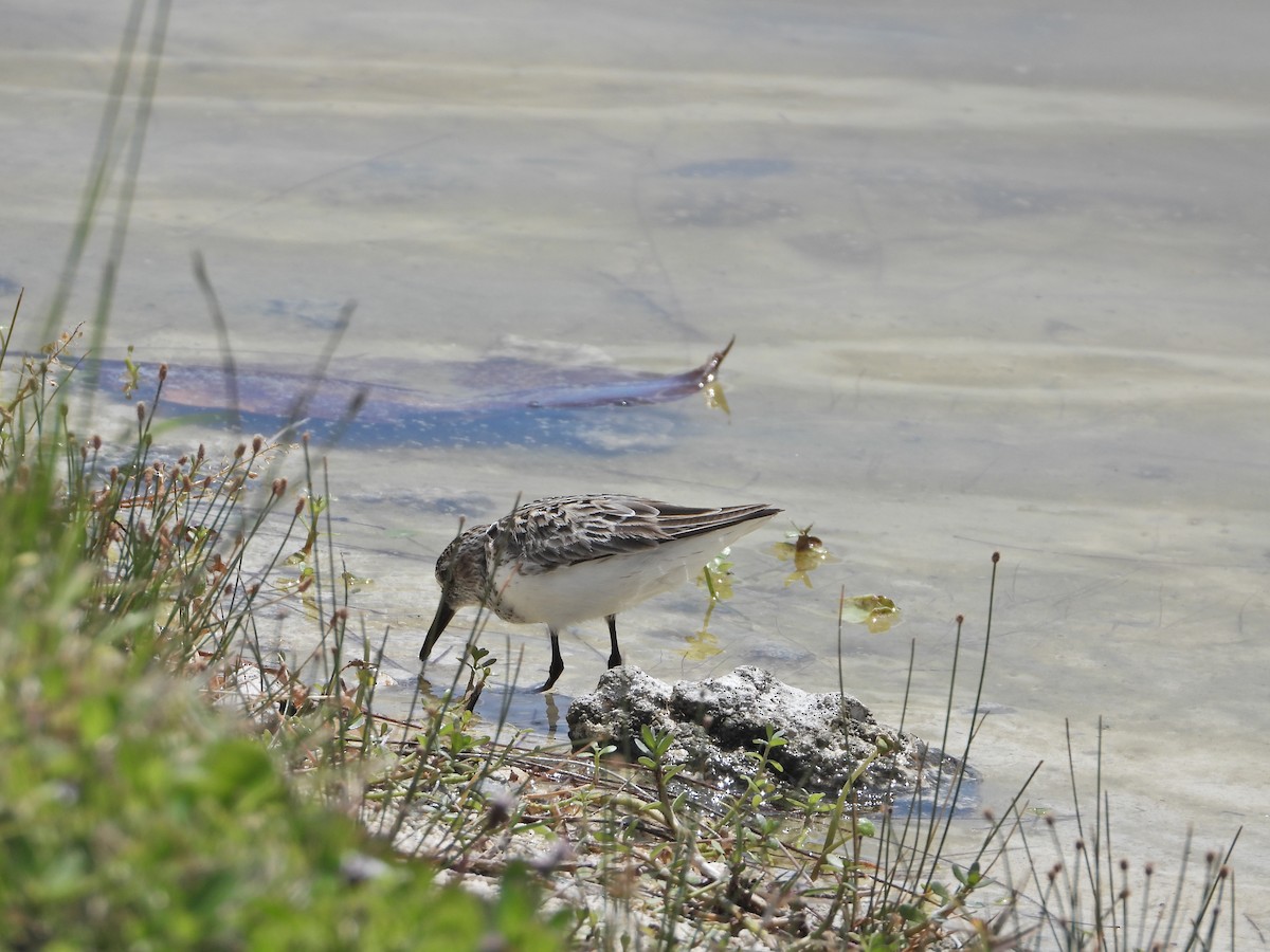 Semipalmated Sandpiper - ML569675791