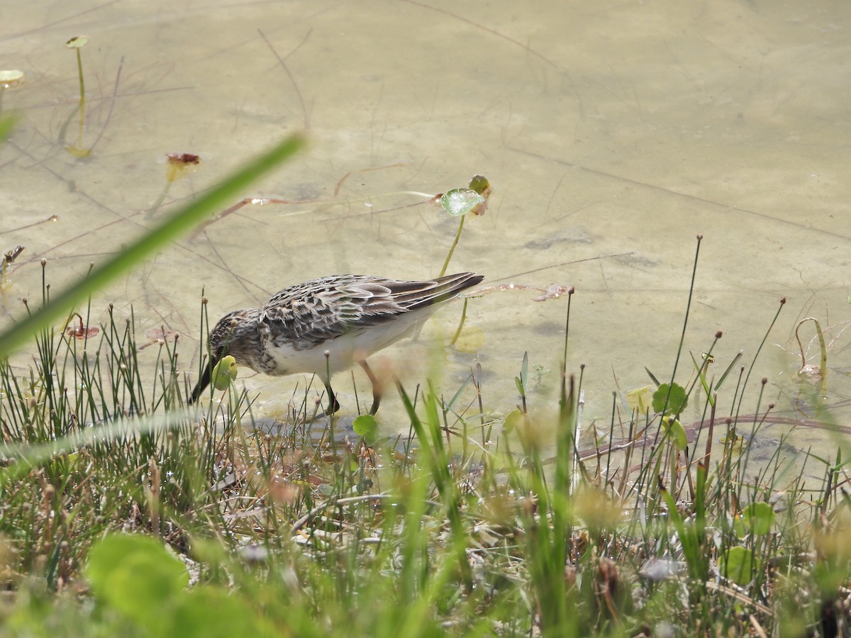 Semipalmated Sandpiper - ML569675801