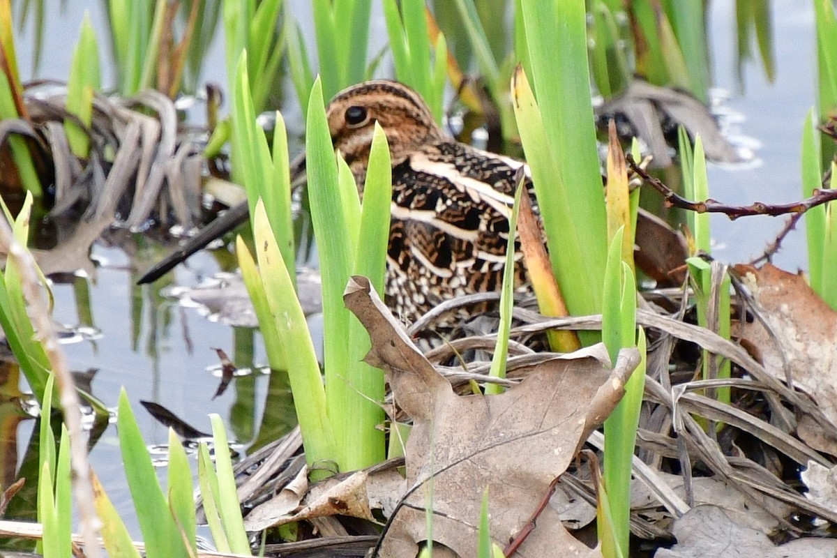 Wilson's Snipe - Deanna Mueller-Crispin