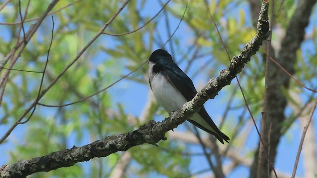 Golondrina Bicolor - ML569677021