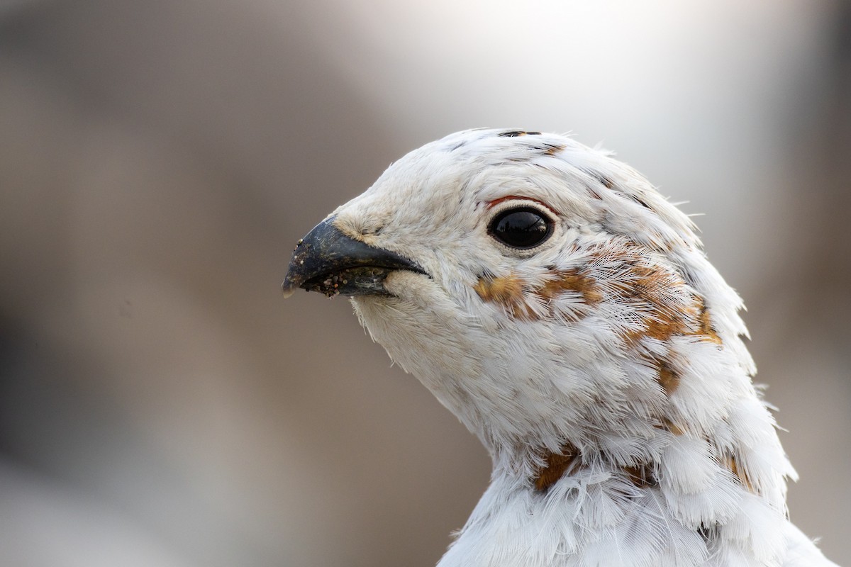 Willow Ptarmigan - Gavin McKinnon