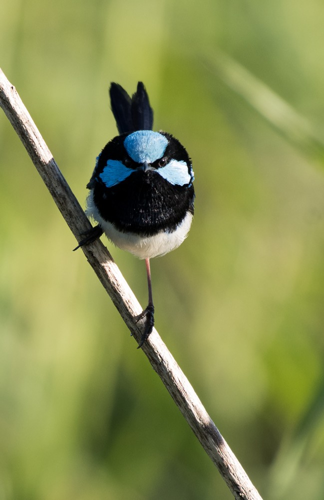 Superb Fairywren - ML56967791