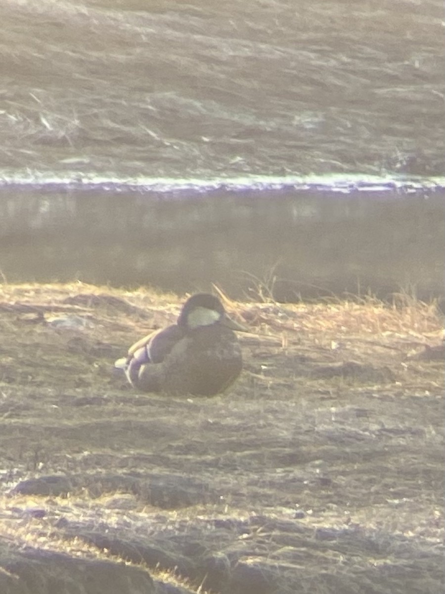 Mallard x American Black Duck (hybrid) - ML569678161