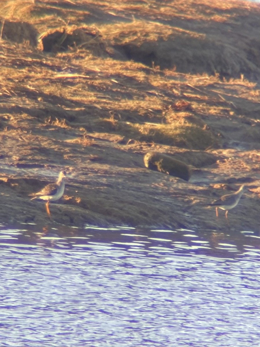 Lesser Yellowlegs - ML569678331