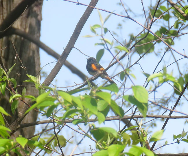 American Redstart - ML569678411