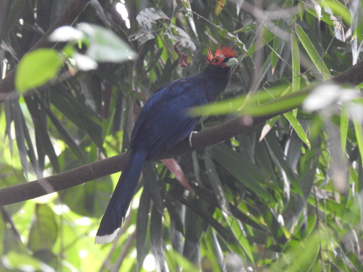 Red-crested Malkoha - Suebsawat Sawat-chuto