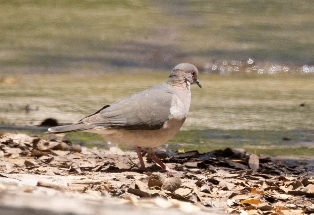 White-tipped Dove - ML569678771