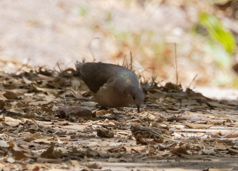 White-tipped Dove - ML569678781