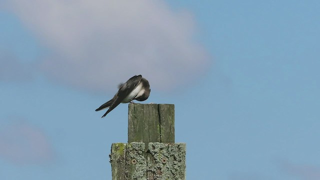 Tree Swallow - ML569678891