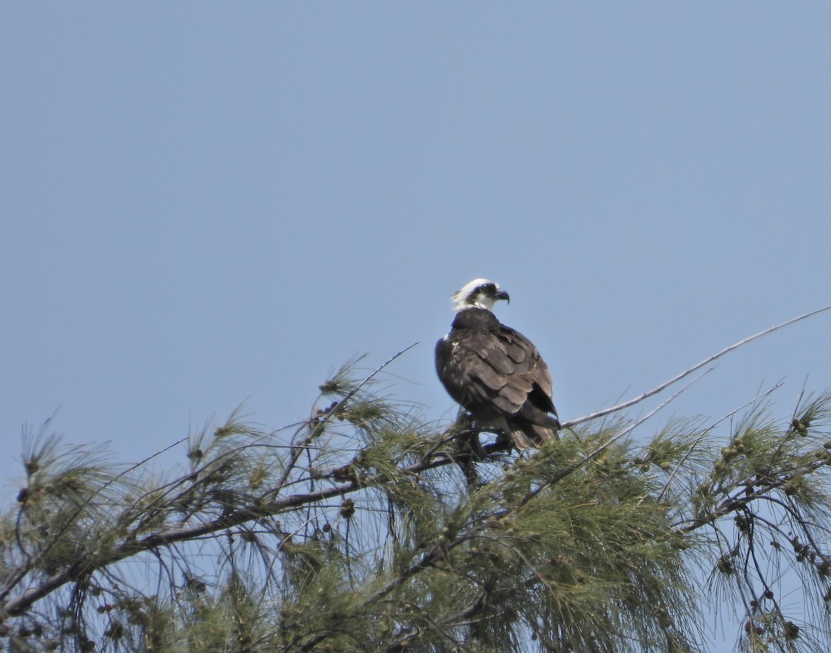 Osprey - Martha Cartwright